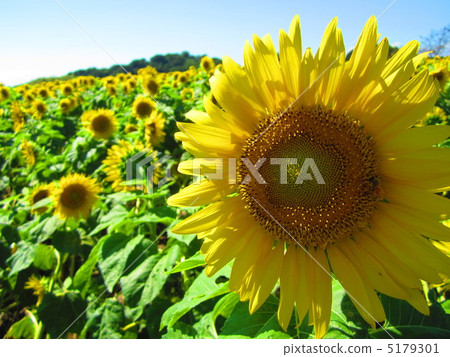 Sunflower 5179301