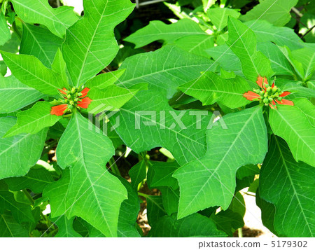 Showa juu (July) in July Showa juu (July) in July 5179302