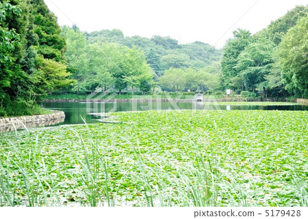 Mitsuike公園的池塘 Mitsuike公園的池塘 5179428