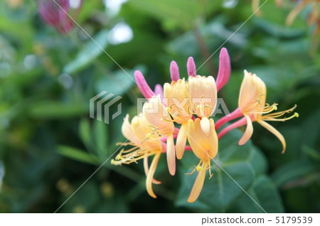 Roniserra金銀花 5179539