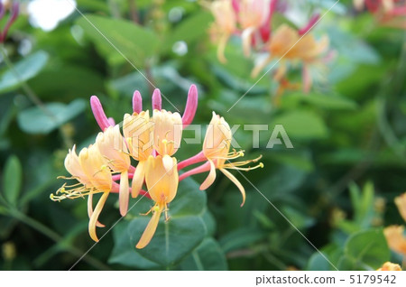 Roniserra金銀花 5179542