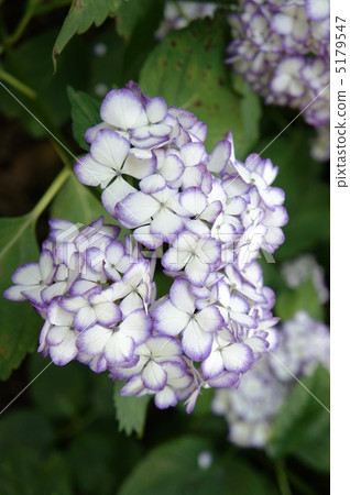 繡球花JapañeMikako 5179547