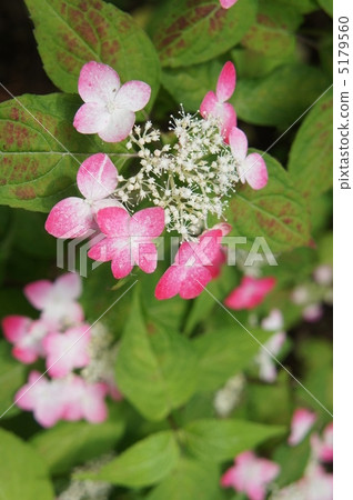 Hydrangea red 5179560