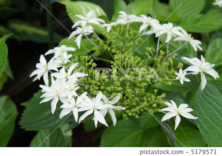 Hydrangea Hachijo Chidori Hydrangea Hachijo Chidori 5179571