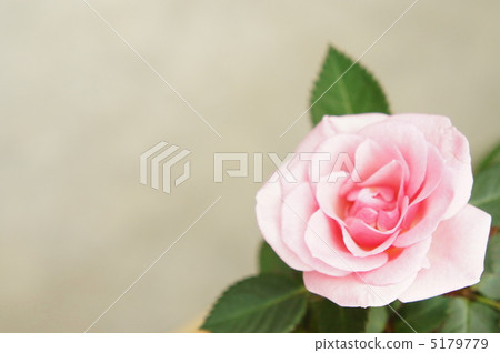 Pink flowers 5179779