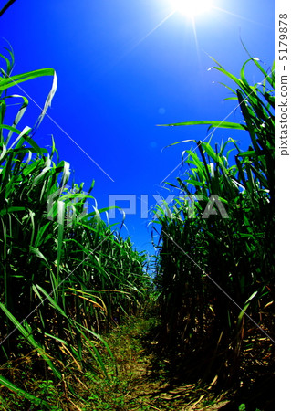 沖繩的甘蔗田和太陽 5179878
