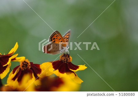 Halshish和Beni生魚片 Halshish和Beni生魚片 5180080