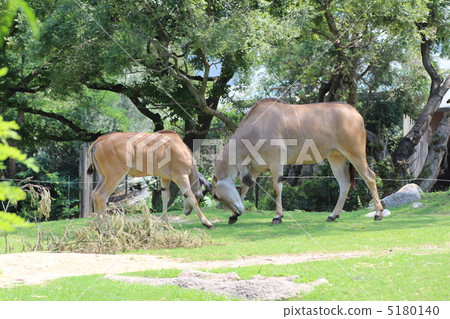 Elland of Tennoji Zoo in Osaka City 5180140