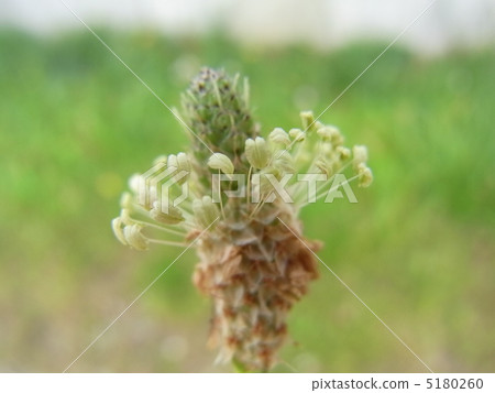 長葉車前 5180260