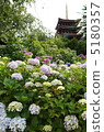 Hydrangea 5180357