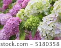 Hydrangea 5180358