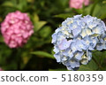 Hydrangea 5180359