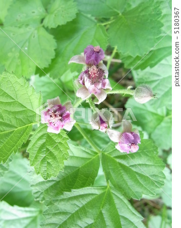 Navales strawberry 5180367