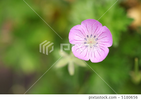 Hamafuuro Hamafuuro 5180656