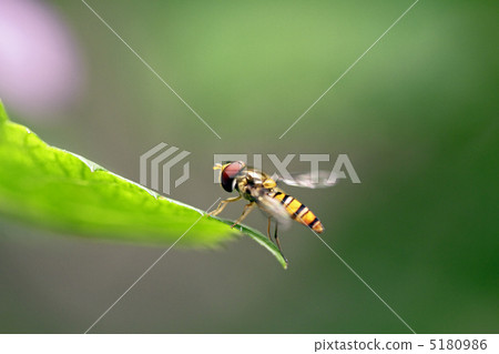 Marmalade hoverfly 5180986