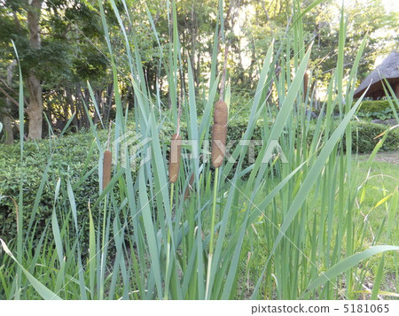 Gama的耳朵 5181065