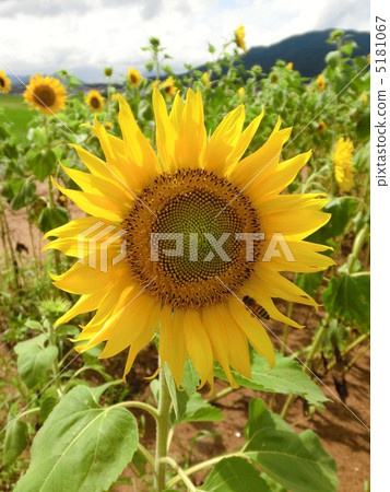 sunflower sunflower 5181067