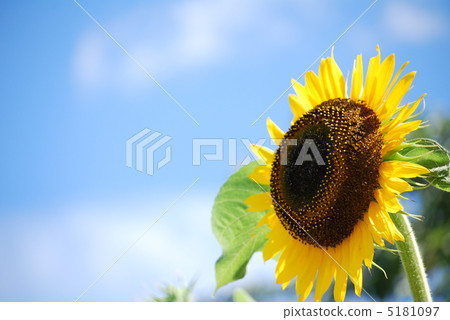 向日葵和天空 5181097
