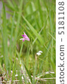 Pogonia粳 5181108