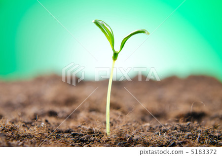 Green seedlings in new life concept Green seedlings in new life concept 5183372