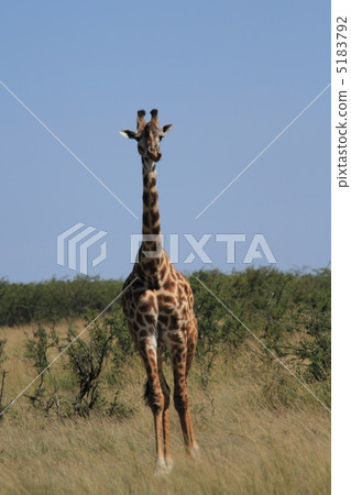 Wild giraffe 5183792