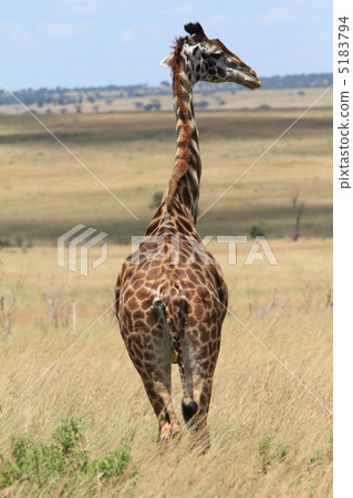 Wild giraffe 5183794