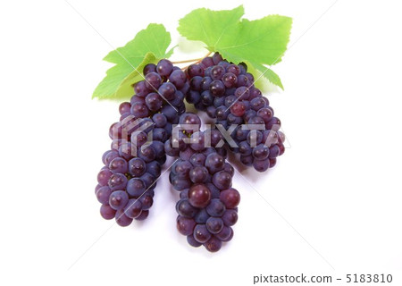 葡萄“特拉華”3束2片葉子·水平位置 5183810