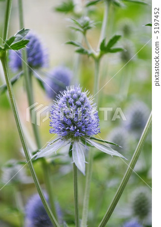 Erinjumu Erinjumu 5197452