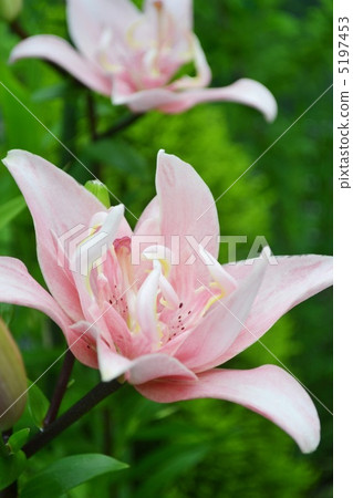 粉色百合花 5197453