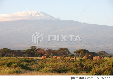 非洲大象和乞力馬扎羅 非洲大象和乞力馬扎羅 5197533