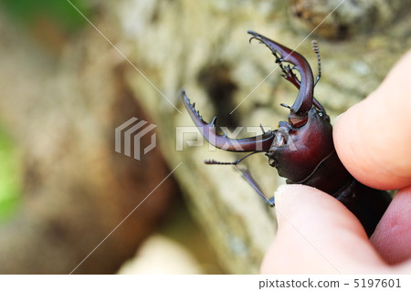 Insect collecting 5197601