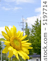 暑假向日葵 5197714