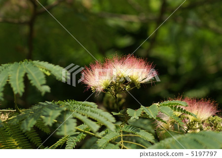 睡覺的木頭 5197797