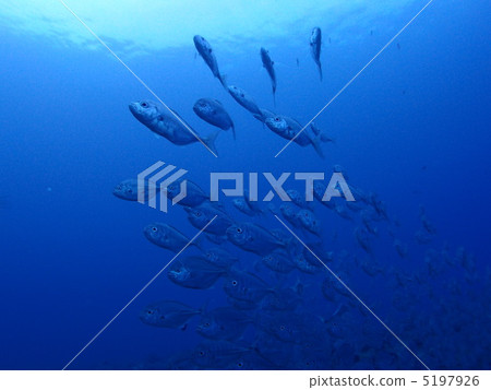 一群黑鰭金槍魚 一群黑鰭金槍魚 5197926