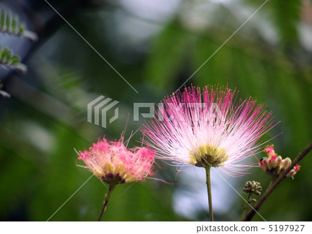 Nemnoki花 Nemnoki花 5197927