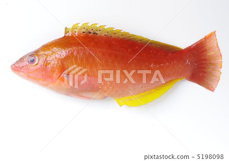 紅色Sasano Havela 紅色Sasano Havela 5198098