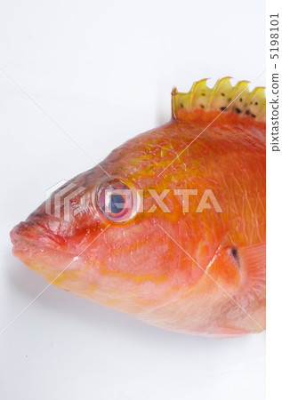 Red Sasano Havela 5198101