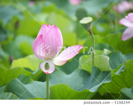 Ancient lotus Ancient lotus 5198244