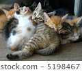 小貓（6個兄弟姐妹） 5198467