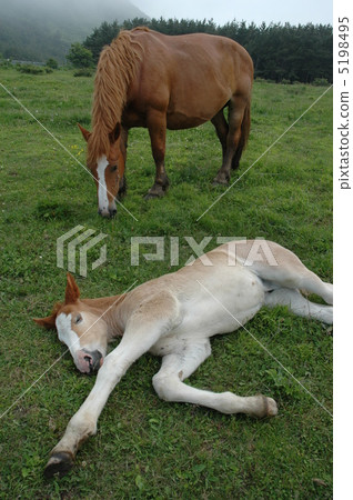 睡午覺 睡午覺 5198495