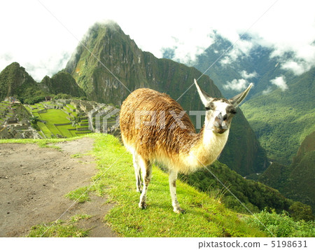 馬丘比丘的駱駝 馬丘比丘的駱駝 5198631