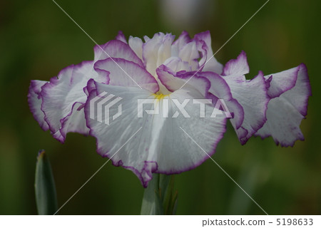 虹膜漣漪漣漪 5198633