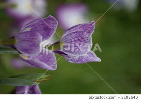 Floral iris Tsukuba roots 5198640