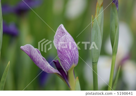 花卉虹膜筑波根 花卉虹膜筑波根 5198641