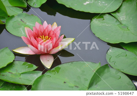 Water lily - at Iwatsuki castle ruins park 5198647
