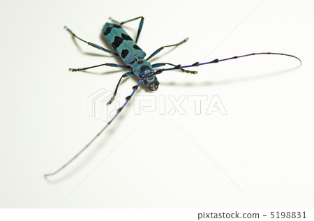 Ruri Boshikiki Ruri Boshikiki 5198831