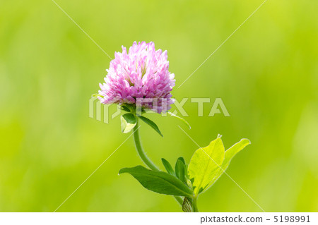 紅三葉草 5198991