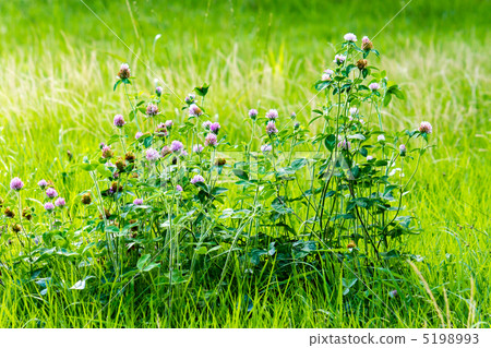 紅三葉草 5198993