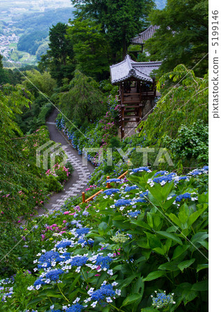 Zen-zenji的繡球花 5199146