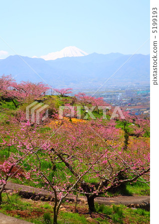 山梨縣笛吹市的桃花園 5199193